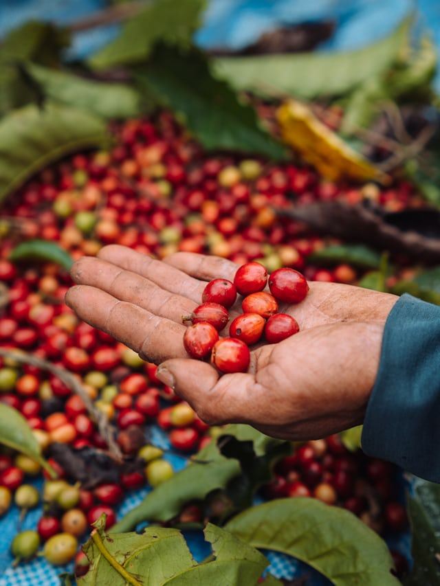 Ripe coffee cherries held in a picker's hand