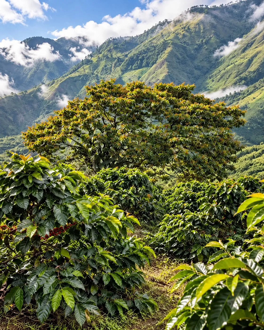 Coffee growing under a shade tree on the family farm, mountains behind