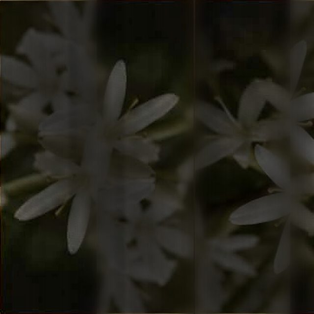 Coffee blossom in flower