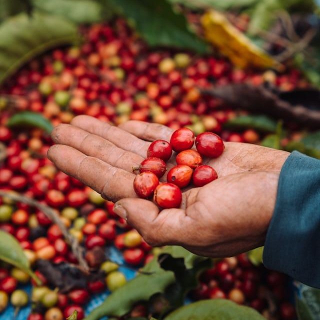 Ripe red coffee cherries held in an open hand